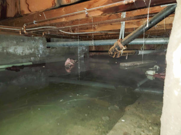 Best Water damage contractors near me  in Howell, MI