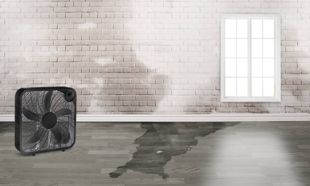 Best Mold removal after water damage  in Howell, MI